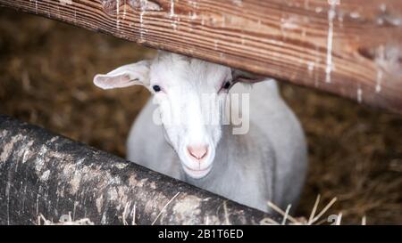 Schmückende weiße Ziege ohne Hörner steht in einer Scheune. Schöne gepflegte Tiere Stockfoto