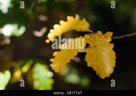 Herbstliche goldene Gelbblättchen aus Eiche auf einem Ast Stockfoto