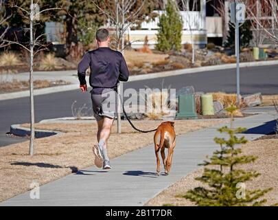 Ein Mann, der mit seinem tun an der Leine auf einer Wohnstraße in Bend, Oregon, läuft. Stockfoto