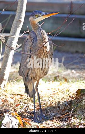 Porträt eines großen blauen Reihers, Ardea herodias, am Rande eines Gebirgsteichs im Kaskadengebirge im Zentrum von Oregon. Stockfoto
