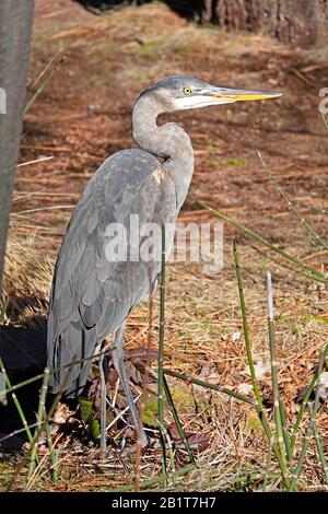 Porträt eines großen blauen Reihers, Ardea herodias, am Rande eines Gebirgsteichs im Kaskadengebirge im Zentrum von Oregon. Stockfoto