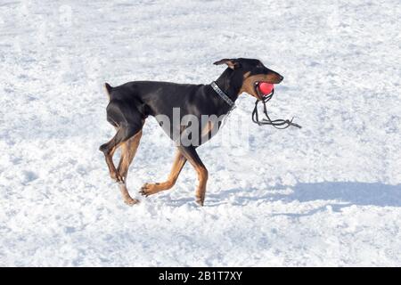 Doberman pinscher Welpe spielt mit seinem Spielzeug im Winterpark. Haustiere. Reinrassige Hunde. Stockfoto