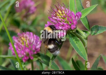 Hummeln sammeln Pollen aus einer Kleeblattblume auf einer Quellwiese. Tiere in der Tierwelt. Stockfoto