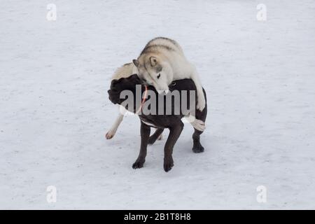 Sibirischer Husky und italienischer Mastiff Welpe spielen im Winterpark. Haustiere. Reinrassige Hunde. Stockfoto