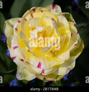 Nahaufnahme einer prächtigen gelben Tulpe in der Blüte. Stockfoto