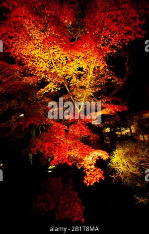 Kōyō (Koyo - Herbstlaub) Wenn der Herbst fällt, verwandelt er Japans Wälder strahlende Schattierungen von Rot, Orange und Gelb. Beleuchtete Bäume bei Nacht Photog Stockfoto