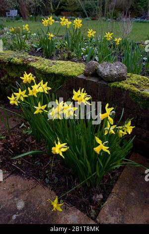 Daffadils im englischen Garten. Oxfordshire Stockfoto