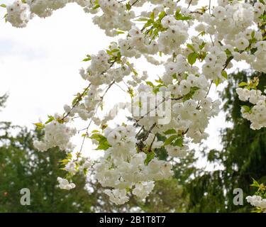 Frühlingsblüten Stockfoto