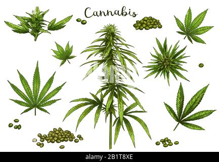 Farbe von Hand gezeichnetes Cannabis. Grüne Hanfpflanzen Samen, Skizze Cannabisblatt und Marihuana-Knospe Vektor Illustration Set Stock Vektor