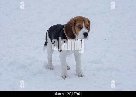 Der süße englische Beagle-Welpe steht im Winterpark auf einem weißen Schnee. Drei Monate alt. Haustiere. Stockfoto