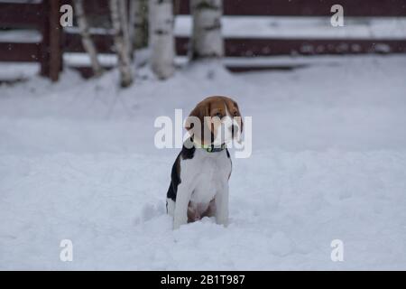 Der süße englische Beagle-Welpe sitzt im Winterpark auf einem weißen Schnee. Drei Monate alt. Haustiere. Stockfoto