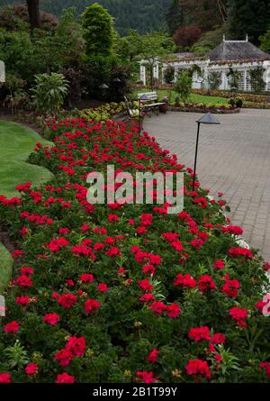 Blumenbeet in den Butchart Gardens Stockfoto