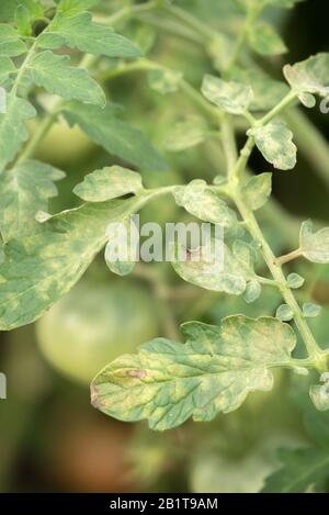 Krankheit der Blätter reifender grüner Tomaten im Garten im Gewächshaus im Sommer Stockfoto