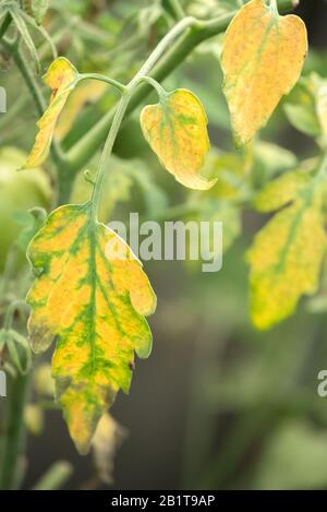 Krankheit der Blätter reifender grüner Tomaten im Garten im Gewächshaus im Sommer Stockfoto