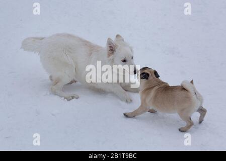 Im Winterpark spielen süße chinesische Puppenwelpen und weiße schweizer Hirtenwelpen. Haustiere. Reinrassige Hunde. Stockfoto