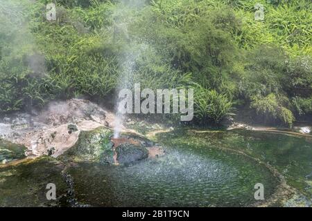 Gush und Dampf von Geysir in Creek im Waimangu-Talpark, geschossen in trübem Spätfrühling Licht in Rotorua, Nordinsel, Neuseeland Stockfoto