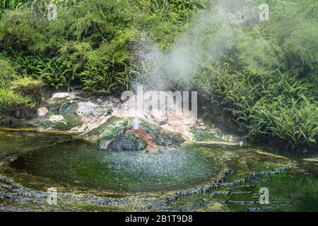 Dampf und Geysir in Bach im Waimangu-Talpark, in trübem Spätfrühling Licht auf Rotorua, Nordinsel, Neuseeland Stockfoto