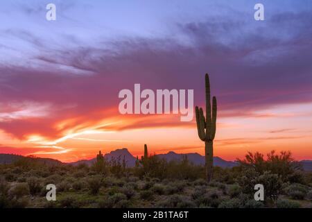 Landschaftlich reizvolle Wüstenlandschaft Sonoras bei Sonnenuntergang mit Saguaro Kaktus in der Nähe von Phoenix, Arizona Stockfoto