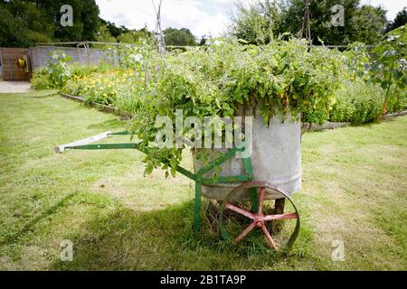 Ein seltener alter zweirädriger Wasserträger aus Metall für einen großen Garten, der als Pflanzmaschine für Tomaten im Freien gezeigt wird. Es wird in einem ehemaligen Gemeinschaftsgarten für mich gezeigt Stockfoto