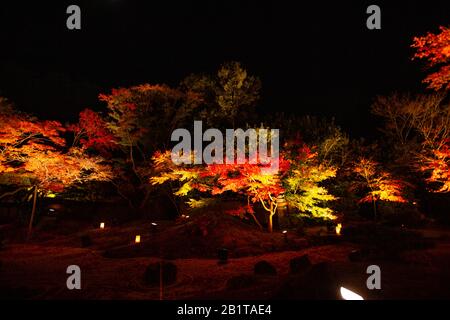 Kōyō (Koyo - Herbstlaub) Wenn der Herbst fällt, verwandelt er Japans Wälder strahlende Schattierungen von Rot, Orange und Gelb. Beleuchtete Bäume bei Nacht Photog Stockfoto