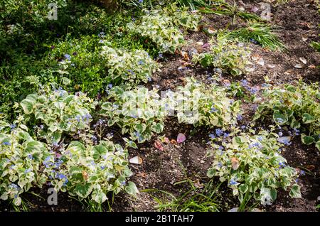 Ein Bett aus sibirischem Buglanz mit verschiedenen Blättern und vergessenen, nicht blauen Blumen in einem englischen Garten Stockfoto