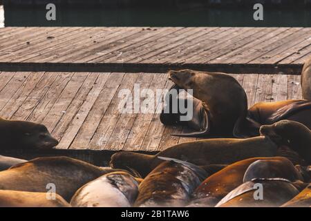 Seelöwen in Pier 39, San Francisco, Bundesstaat Kalifornien, USA. Stockfoto