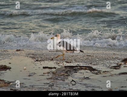 Eine Möwe bei Sonnenuntergang am Strand von Florida, Wellen im Hintergrund Stockfoto