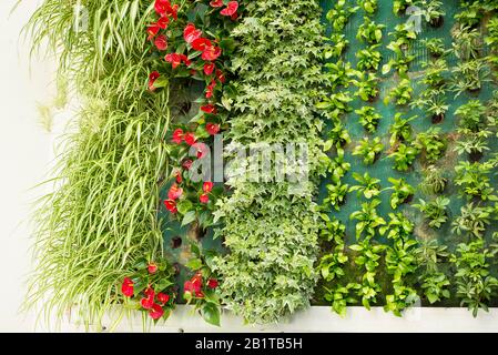 Eine Lebende Mauer mit immergrünen Pflanzen mit förderten Wurzeln und Bewässerung, die als Wandelement in den Empfangsbereichen der Unternehmenszentrale für Ex8 angebaut wird Stockfoto