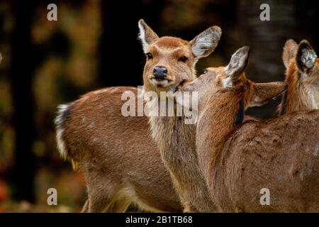 Sika-Rehe (Cervus nippon), auch bekannt als gefleckter Hirsch oder japanischer Hirsch. Fotografiert auf Kinkasan (oder Kinkazan) Insel in der Präfektur Miyagi in Stockfoto