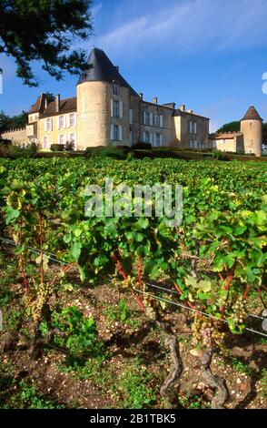 Weinberg und Chateau d'Yquem, Gironde, Nouvelle Aquitanien, Frankreich Stockfoto