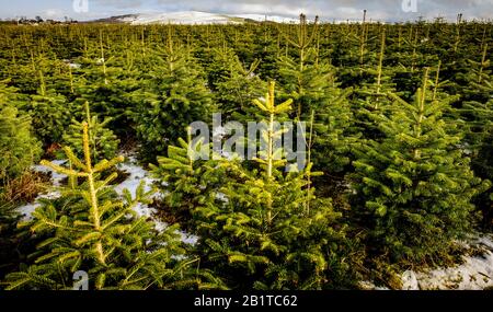 Weihnachtsbäume wachsen auf einer "Christmas Tree Farm" in South Lanarkshire, Schottland Stockfoto