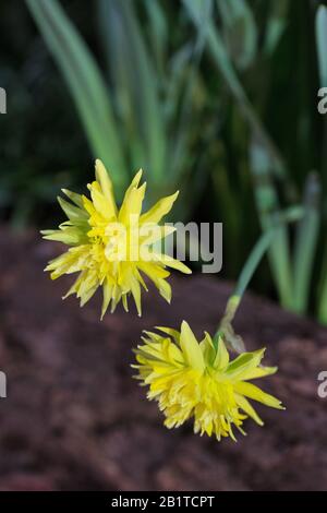 Narcissus 'Rip van Winkle'. Stockfoto