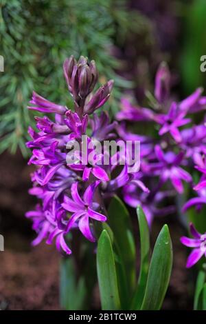 Hyacinthus orientalis 'Purple Sensation'. Stockfoto