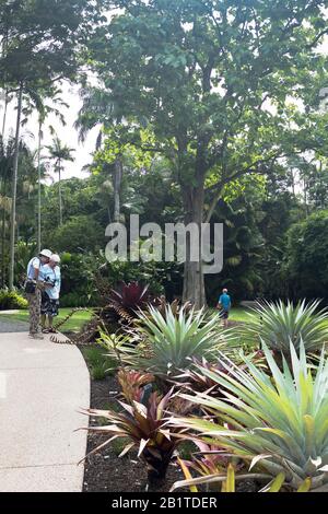 dh Botanische Gärten CAIRNS AUSTRALIEN Teakbaum Touristen sehen tropische Pflanzen Gartenleute Stockfoto