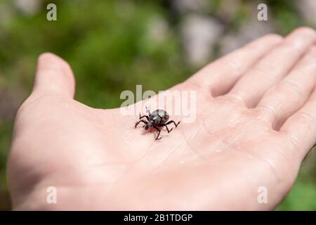 Großer Kiefernwebez (Hylobius abietis) sitzt auf der Hand, Österreich Stockfoto