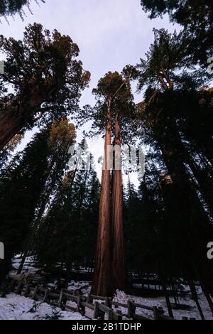Mammutbäume in Sequoia National Park, California, USA. Stockfoto