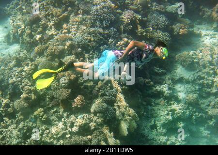 Taucher schwimmt auf dem lebhaften Korallenriffe im Meer, Taucher schwimmt entlang eines tropischen Riffs Stockfoto