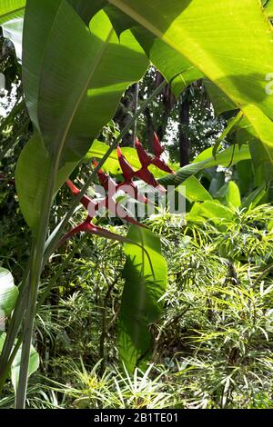 Dh Botanische Gärten CAIRNS AUSTRALIEN Heliconiaceae tropische Pflanzen Gartenblume Stockfoto