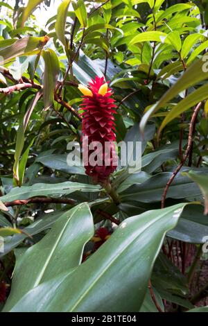 Dh Botanische Gärten CAIRNS AUSTRALIEN Costaceae Backscratcher Ingwer tropische Blumenpflanzen Garten Stockfoto