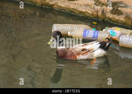 Eine Ente, die in einem See schwimmt, ist mit Plastikflaschen übersät. Fotografiert im Lalbagh-Garten in Bangalore (Indien). Stockfoto