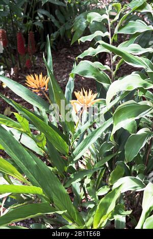 Dh Botanische Gärten CAIRNS AUSTRALIEN Zingiberaceae Neglectturn Pagode Juwel?????? Tropische Pflanzen Gartenblume Stockfoto