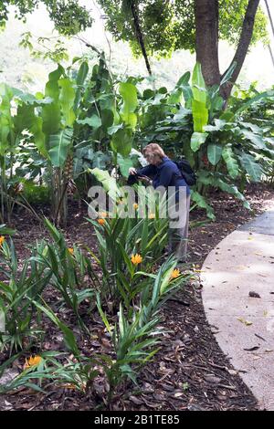 dh Botanische Gärten CAIRNS AUSTRALIEN Frau Touristin fotografiert tropische Pflanzen Gartenblumen Menschen Stockfoto