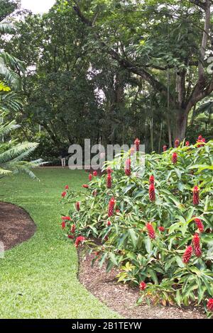 Dh Botanische Gärten CAIRNS AUSTRALIEN Zingiberaceae Spectabile Beehive Ingwer tropische Pflanzen Gartenblume Stockfoto