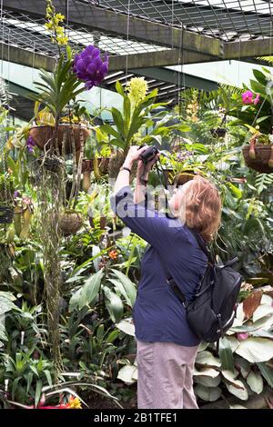 dh Botanischer Garten CAIRNS AUSTRALIEN Frau Touristen fotografieren tropische Pflanzen Im Schmetterlingshaus Wintergarten Menschen Blumengarten Stockfoto