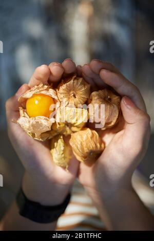 Nahansicht der Hände, die Cape Gänsebeere halten Stockfoto