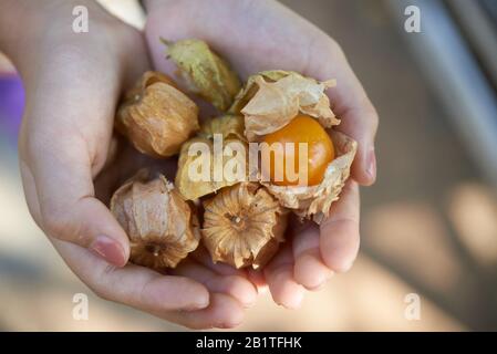 Nahansicht der Hände, die Cape Gänsebeere halten Stockfoto