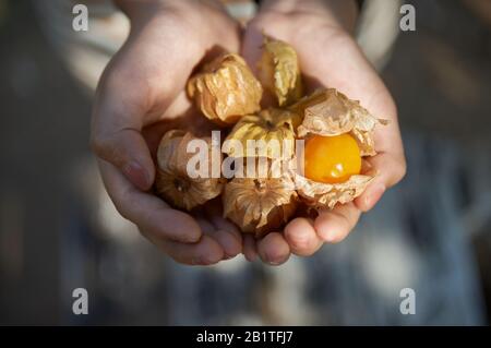 Nahansicht der Hände, die Cape Gänsebeere halten Stockfoto