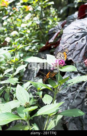 Dh Botanische Gärten CAIRNS AUSTRALIEN Schmetterling Haus Wintergarten Schmetterlinge auf tropischen Pflanzen Stockfoto