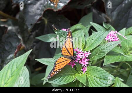 Dh Botanische Gärten CAIRNS AUSTRALIEN Schmetterling Haus Wintergarten Schmetterlinge auf tropischen Pflanzen Blume Stockfoto