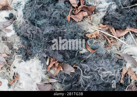 Nahaufnahme Textur von Schafwolle im Boden für den Anbau Stockfoto